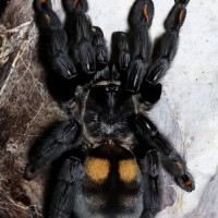 Psalmopoeus irminia