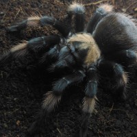 Brachypelma emilia