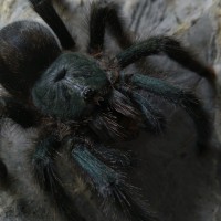 Avicularia metallica