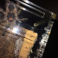 Avicularia Braunshauseni male/female??