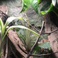 Avicularia Avicularia enclosure