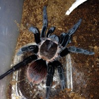 B. vagans 3 days Post-molt