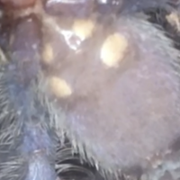 Poecilotheria metallica [ventral sexing]