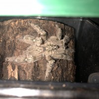 Heteroscodra maculata or Stromatopelma calceatum? [2/2]