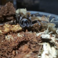 Arbanitis sp. female threat posture