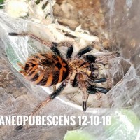 Chromatopelma cyaneopubescens Sling