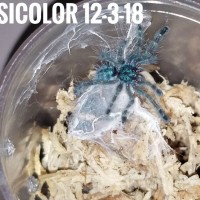 Caribena versicolor sling