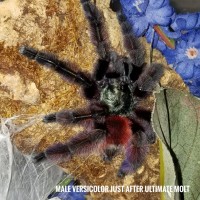 MM Caribena versicolor