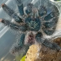 Avicularia avicularia or metallica