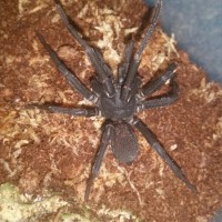 Idiommata Sp silverback MM startled