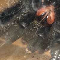 Avicularia avicularia