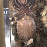 Poecilotheria regalis [ventral sexing]