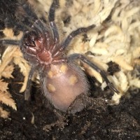 Brachypelma albopilosum