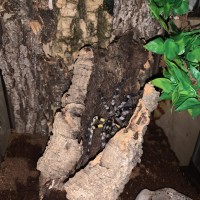 Poecilotheria Regalis