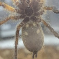 H Pulchripes 2