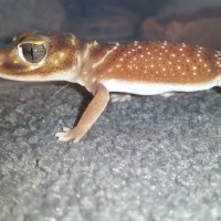 Nephrurus Levis Levis - smooth Knob Tailed gecko