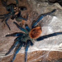 GBB