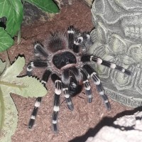 A.Geniculata