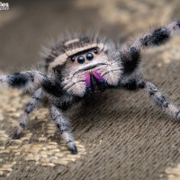 Phidippus regius