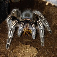 A. seemanni Long-time Feeding