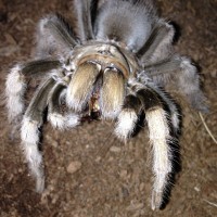 A. chalcodes Her First Feeding Photo