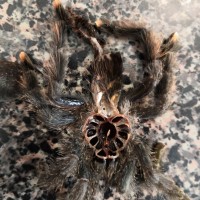 Avicularia avicularia [molt sexing]