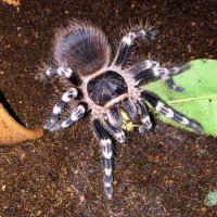 Geniculata