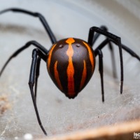 Latrodectus mactans "Mexico"