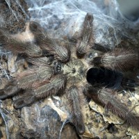 Psalmopoeus pulcher Juvenile Female