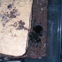 0.1 G. pulchra #1