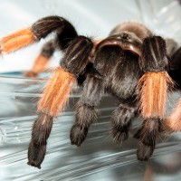 Brachypelma emilia (4.5")