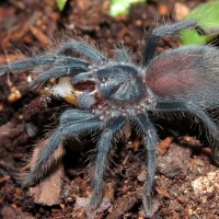 ♀ Phormictopus sp. "south Hispaniola" Sling Feeding