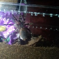 Female? 2" G.Pulchripes