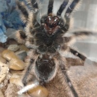 Brachypelma Albopilosum (Female?) [1/2]