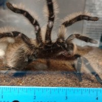 Brachypelma Albopilosum - Size?