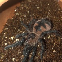 Pamphobeteus sp. ‘machala’