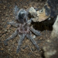 Grammostola sp. Formosa