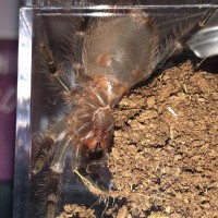 Grammostola pulchripes [ventral sexing]