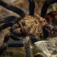 Chromatopelma Cyaneopubescens