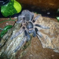 Aphonopelma Seemanni