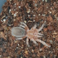 Grammostola rosea