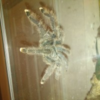 Avicularia metallica Female