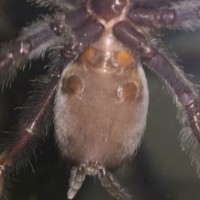 Psalmopoeus Irminia sex?