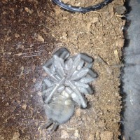 Freshly Molted LP