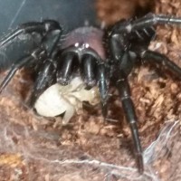 New Hexathelid first feeding