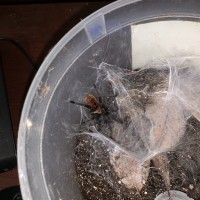 Chromatopelma Cyaneopubecens