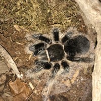 B. albo Gravid (Hopefully) Female Top View