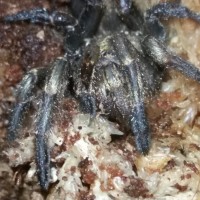 Golden Tube Spider (presumed female)