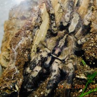 Poecilotheria Vittata