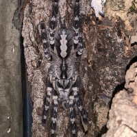 Poecilotheria Regalis